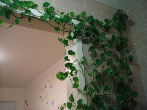 水盆绿萝怎么养才能爆盆和爬满墙？