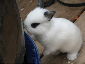 真有长 猫耳朵 的兔子吗 浑身都是兔子毛,但就是耳朵是猫耳朵形状的 