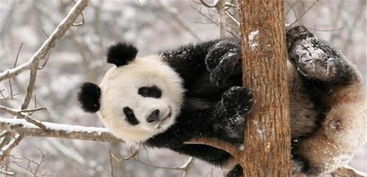 大熊猫蠢萌蠢萌的,野外遇敌时,有什么保命克敌的 必杀技 吗 