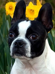 黑白花短毛,长大了是立耳朵的中小型狗,有图片 ,求狗狗的品种 