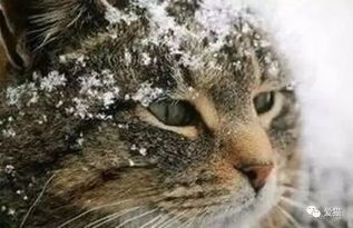 冰天雪地,流浪猫冷得不行,死劲拍打窗户想进屋... 