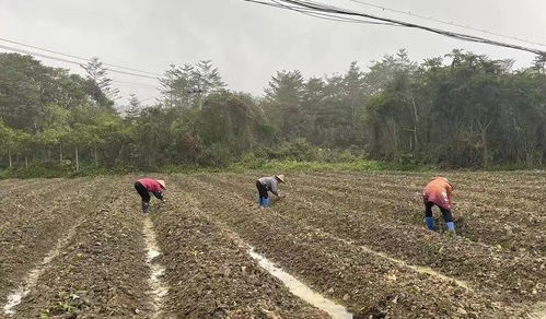 冬耕和春耕有什么区别重点要注意什么