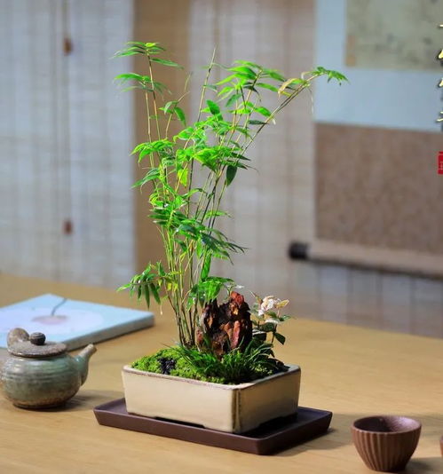 米竹种在家里哪个地方 米竹种在家里风水好不好