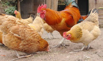 一只鸡大概多少斤 鸡的市场价多少钱一斤