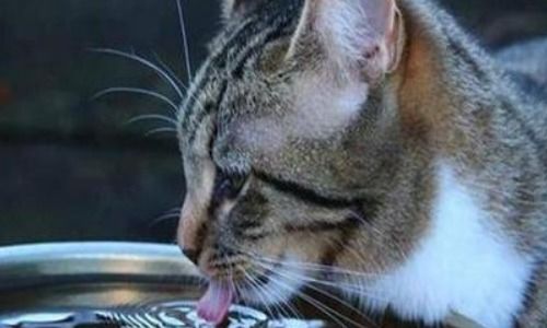 猫一晚上不喝水有事吗(猫一晚上不喝水行么)