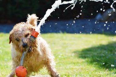 夏季养狗注意事项 狗狗中暑怎么办,狗狗中暑的症状和治疗方法 