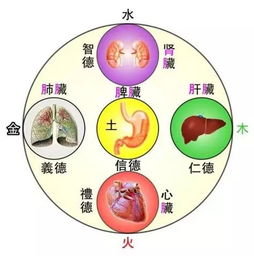 中医 脏腑之间的相互关系 