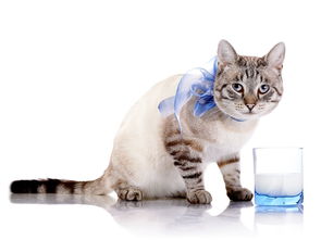猫喝牛奶后拉肚子怎么办 猫喝牛奶为什么会拉肚子 