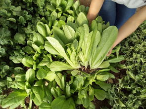 原创这种蔬菜，“天然叶酸”含量极高，别嫌贵，女性冬天多吃很好！