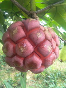 印度十大特色水果