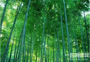 竹子的特点和象征意义 竹子象征着哪一类人