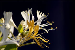 怎样防治金银花的银花尺蠖害虫