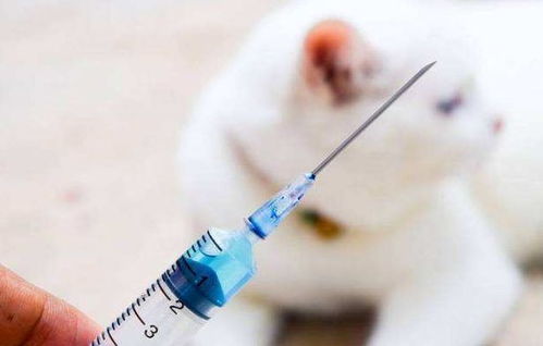 猫打狂犬疫苗,猫打狂犬疫苗多少钱