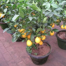 如何促进柠檬树长叶 怎样促进柠檬树长叶-图3