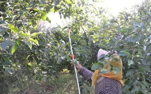 苹果树施什么肥料果个大,苹果增产提质该如何追肥