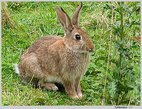 黑眼睛,黑耳朵的兔子是什么品种 可以卖多少钱 