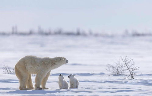 结束冬眠的北极熊幼崽,对着镜头 挥爪 嗨,第一个春天