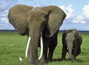 大象所属的动物类群是什么？摩羯座所属动物(大象属于什么动物类群)