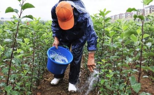 复合肥怎么使用才能效果好，可以随水冲施吗(复合肥如何兑水浇花吗)