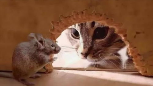 为什么十二生肖中有老鼠却没有猫 看完解开多年疑惑 