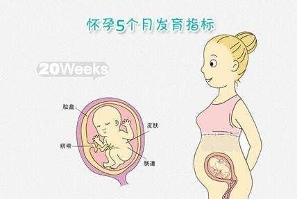 怀孕5个月肚子有多大 怀孕5个月肚子一般应该多大