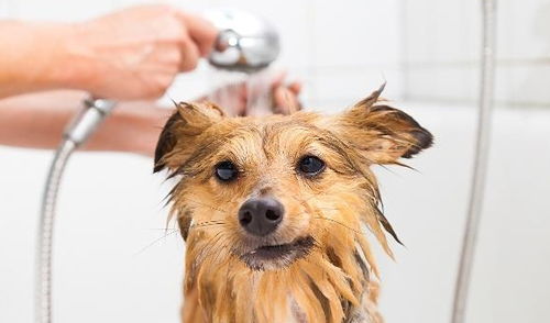 狗狗沐浴不简单,挑选这些沐浴露才够好,不然就白洗澡了