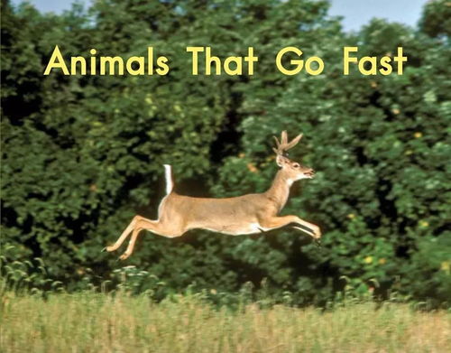 跑得很快的动物 Animals That Go Fast