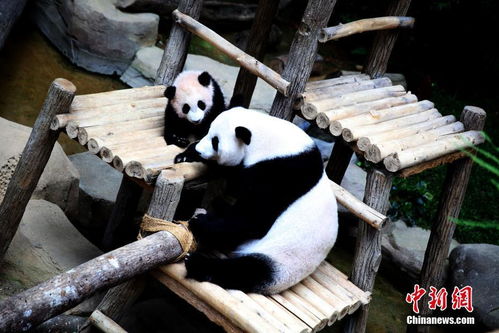 出生马来西亚大熊猫 暖暖 回到四川故乡