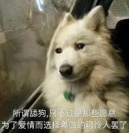 做营销,这份 舔狗 指南了解一下