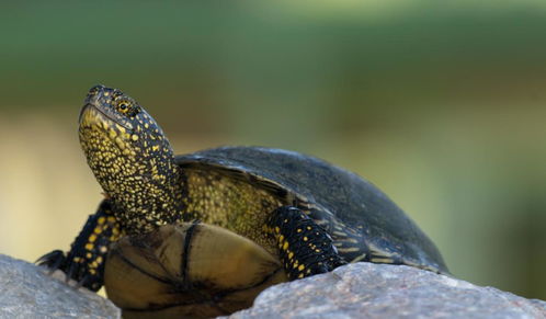 是什么造成了乌龟在冬眠期死亡 13点关键原因分析及解决方案