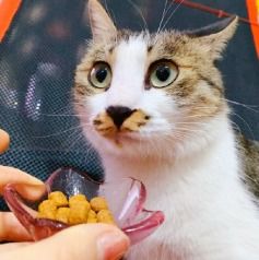 猫咪牙结石怎么处理,一文盘点猫咪牙结石的 前世今生