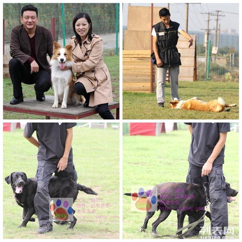 图 恋宝犬业出售幼犬 狗狗寄养 训练 工作犬保安犬表演犬训练基地 上海宠物狗 