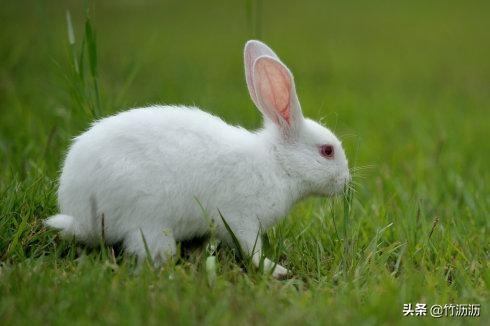 兔宝宝取名 给小兔子怎么取名字