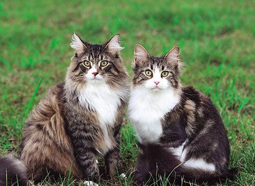 挪威森林猫主要的外形特征有哪些 