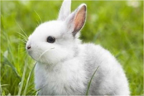 为什么属兔的人不能养兔子