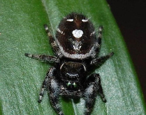 地球上7大最可爱的蜘蛛,带刺的笑脸蜘蛛,有猫脸的蜘蛛