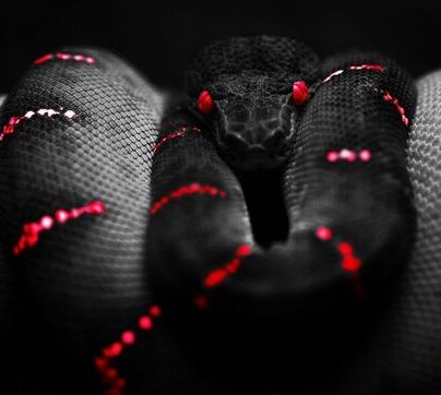 梦见黑色大蟒蛇