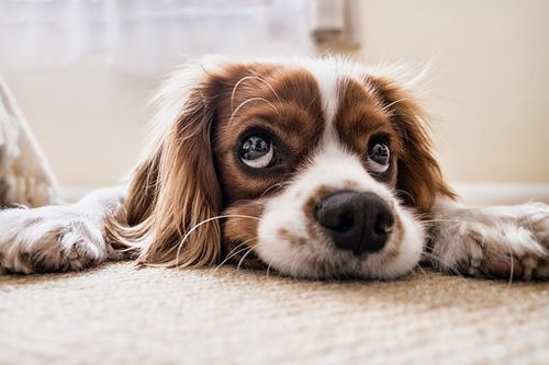 狗狗为什么会得肠胃炎 及肠胃炎发病症状 治疗与日常照顾