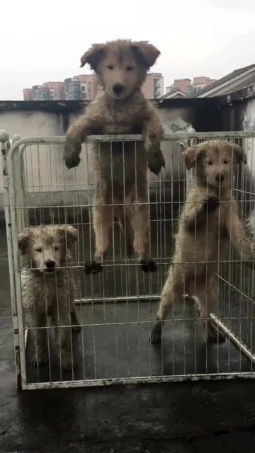 三只可怜的小狗,被关在了笼子里失去了自由 