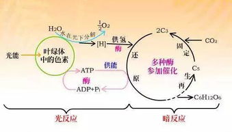 植物光合作用中什么因素影响碳5还原为碳3？