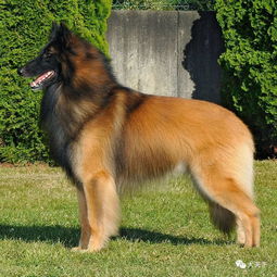 点指名犬 优雅的比利时四大牧羊犬之比利时特弗伦犬