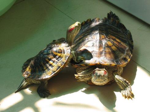 巴西龟怎样培养成绿毛龟 