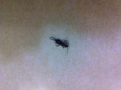 家里出现了很多小黑虫,不知道是什么虫 