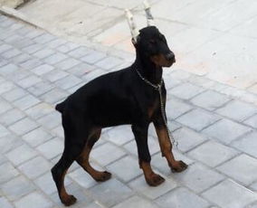 苏州吴江区三个月的纯种杜宾犬幼犬市场报价 多少钱一只 养殖训练技巧