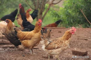 山地生态鸡养殖技术要点