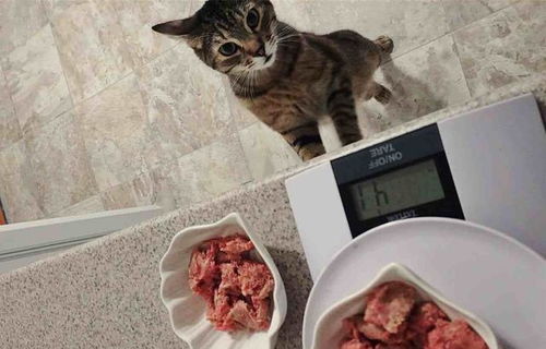猫咪摄入生肉并不会激发野性,但错误处理方式存在感染寄生虫风险