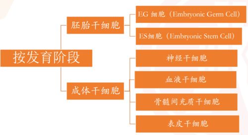 国玺干细胞公司主要是在研究什么的?它前景性高吗??还有值得投