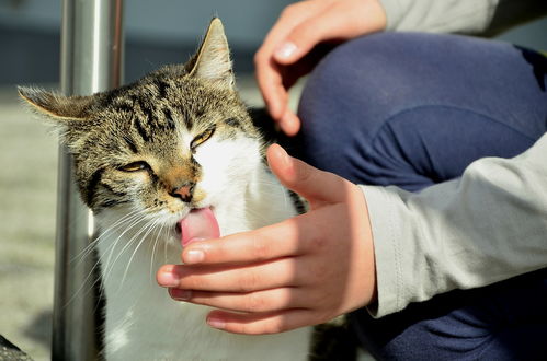 为什么猫用舌头舔自己 舔其他猫 舔各种奇怪的东西