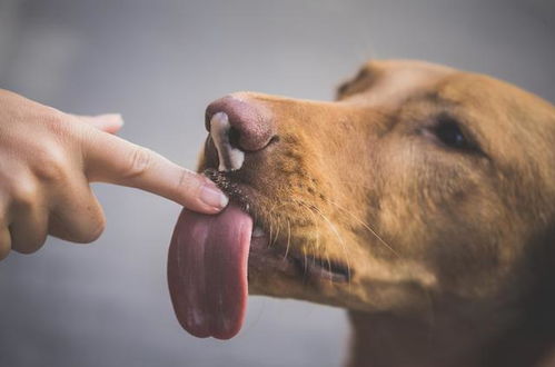 狗狗舔你的手代表什么 很多人不知道