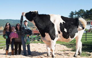 美国惊现世界最大奶牛高1.9米 每天排泄136斤 